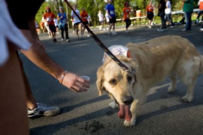 A dog stops for a drink.